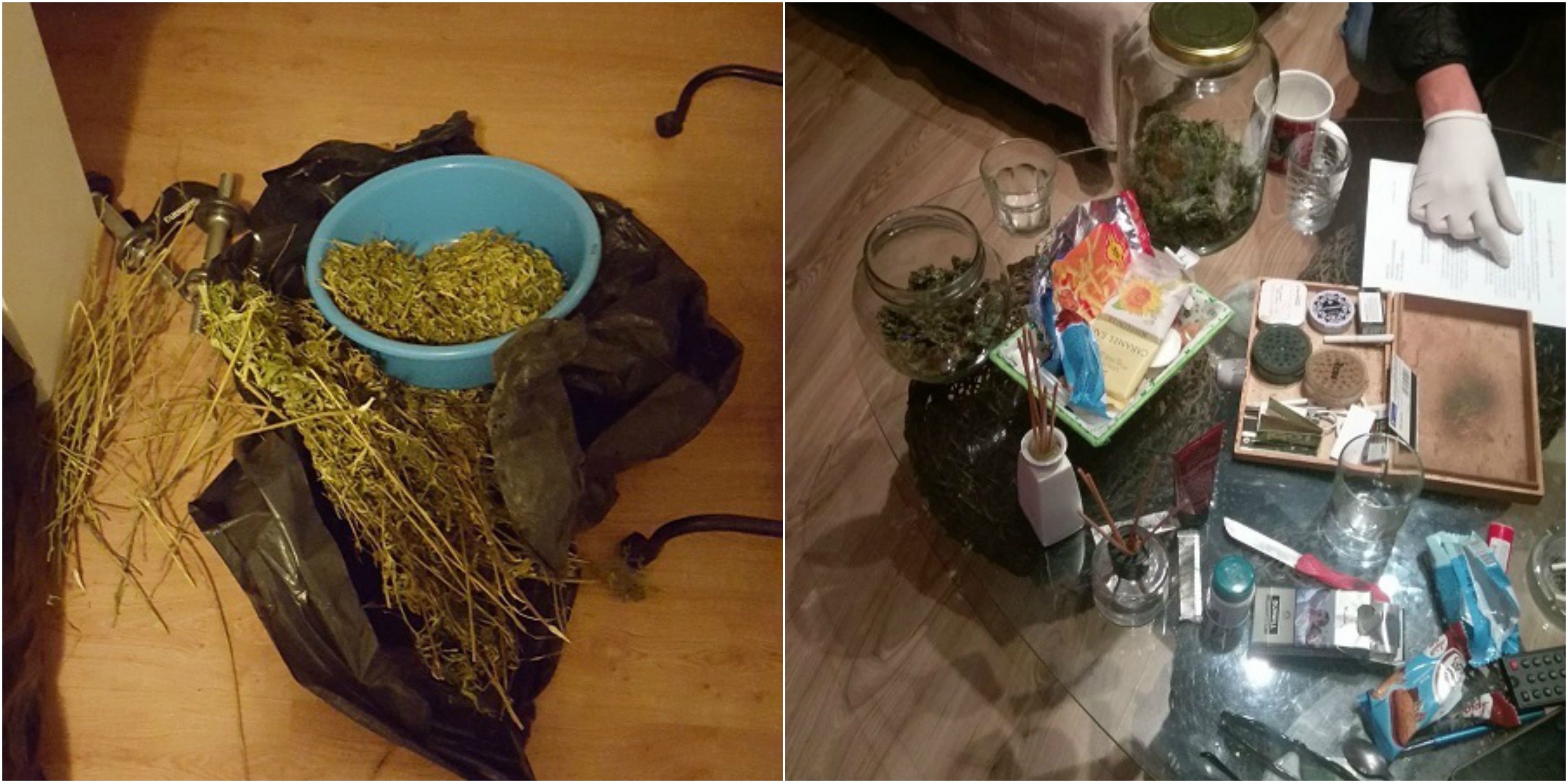 FOTO. Cultură de cannabis descoperită pe malul Someșului