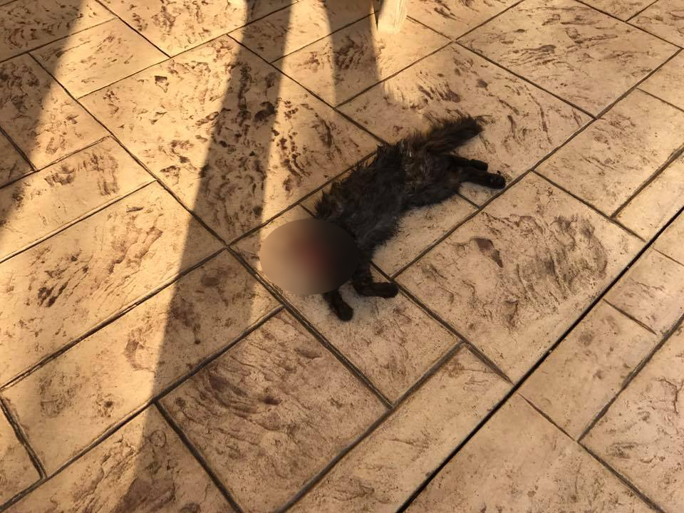 FOTO. Răzbunare macabră a foștilor socri față de un sătmărean. Mesaj mafiot