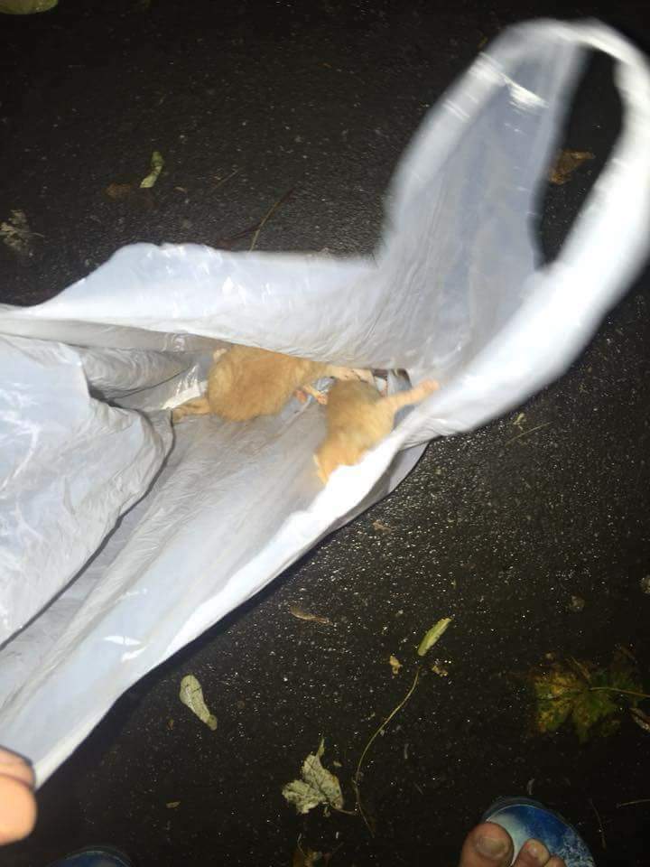 FOTO. Fără suflet. Ce a găsit un tânăr într-un container din Satu Mare