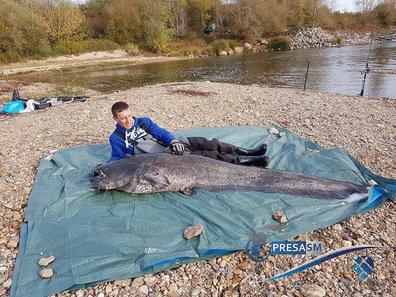 FOTO/VIDEO. Pește gigant prins de un sătmărean. Peste 2,5 m și 100 de kg!
