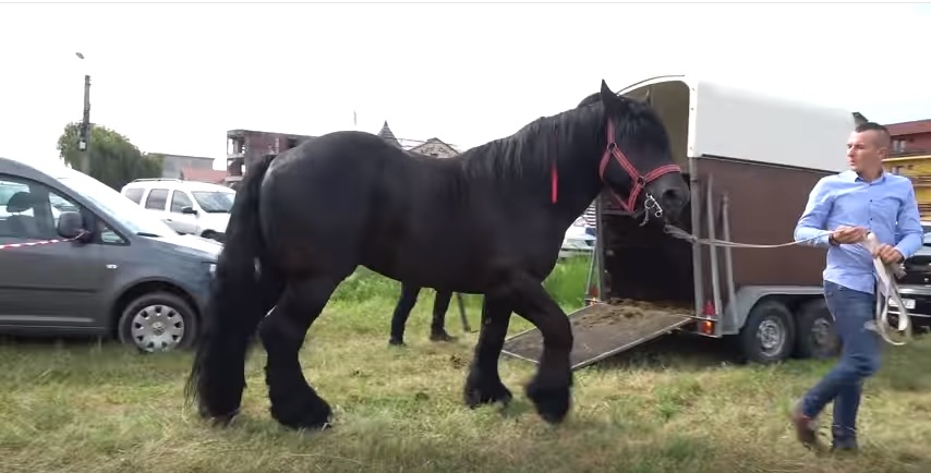 Video-ul din Satu Mare care a impresionat o lume întreagă: 1,5 milioane de vizualizări