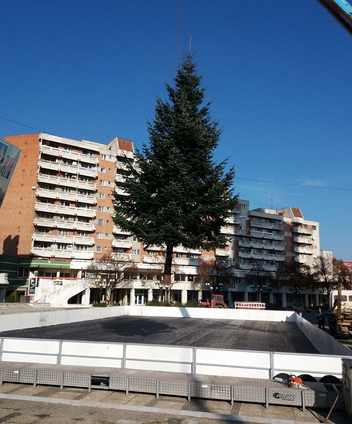 Ce gest! Brazii de Crăciun, din centrul Sătmarului, donație a doi sătmăreni