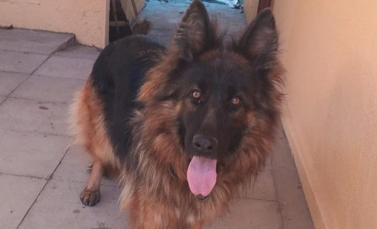 FOTO. O sătmăreancă își caută cu disperare cățelușa. Să o ajutăm și noi!