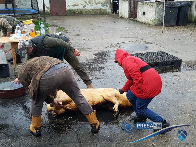 Ce ravagii a făcut pesta porcină în Satu Mare. Avertizare către cei care taie porcul