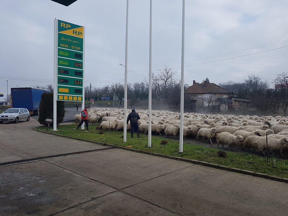 FOTOGALERIE. Județul minunilor! Cu turma de oi prin oraș, dezastru în urma lor