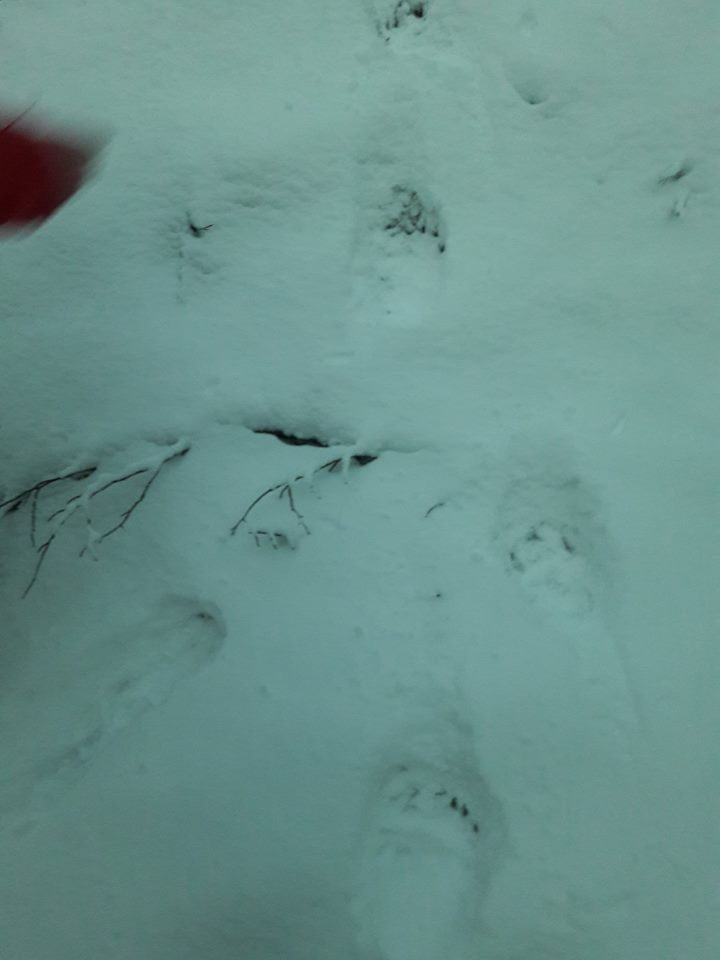 FOTO. Turiștii, avertizați în Țara Oașului: "atenție la urși"