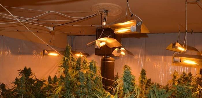 FOTOGALERIE. Captură fenomenală de cannabis! Zeci de kilograme găsite de procurori