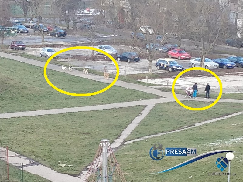 FOTO/VIDEO. Mamă cu un copil, atacați de o haită de câini în Satu Mare. Salvați de un bărbat