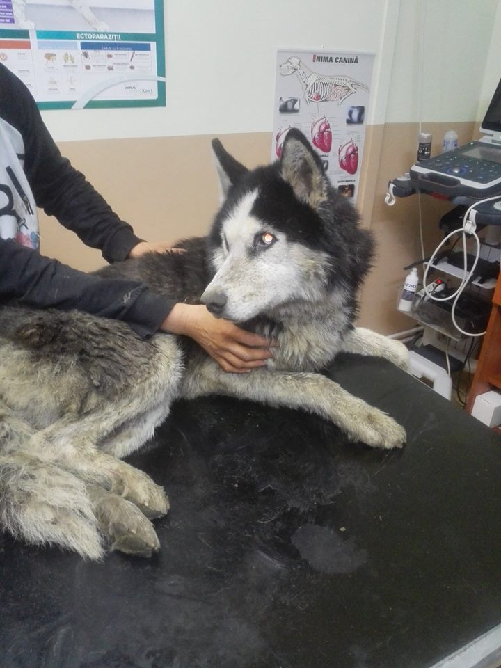 FOTO. Câine ajuns în râul Someș. Salvat de la moarte de un sătmărean