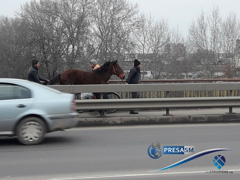 FOTOGALERIE. Sătmarul minunilor. Cu un cal pe Podul Decebal...ca și pieton
