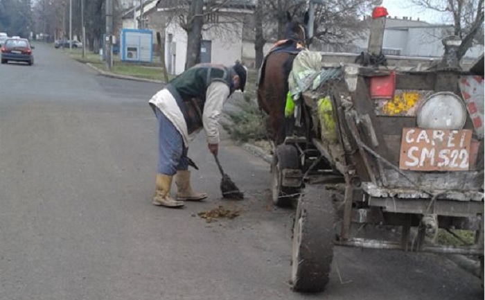 FOTO. Premieră națională la Carei! Căruțaș pus să strângă ”bălegarul” calului de Poliția Locală