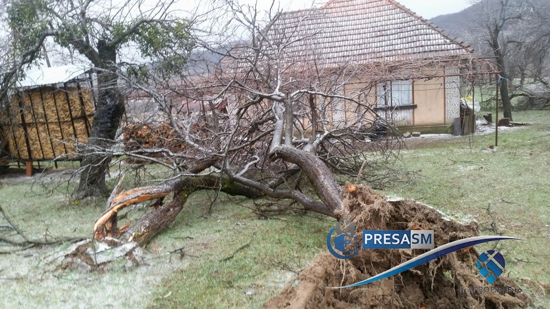 FOTOGALERIE. Dezastru la Turț. Livezi întregi culcate la pământ. Copaci rupți de vânt