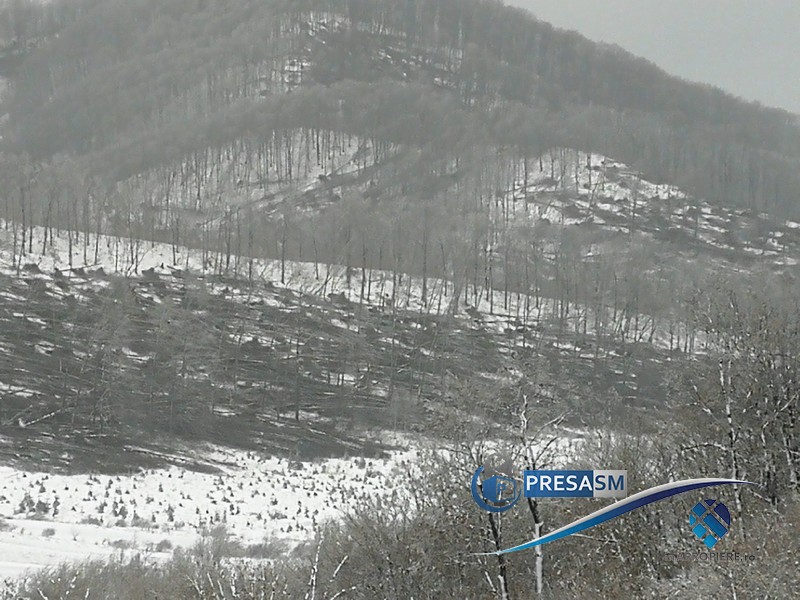 FOTO/VIDEO. DEZASTRU. Păduri culcate de vânt la pâmânt în județul Satu Mare!