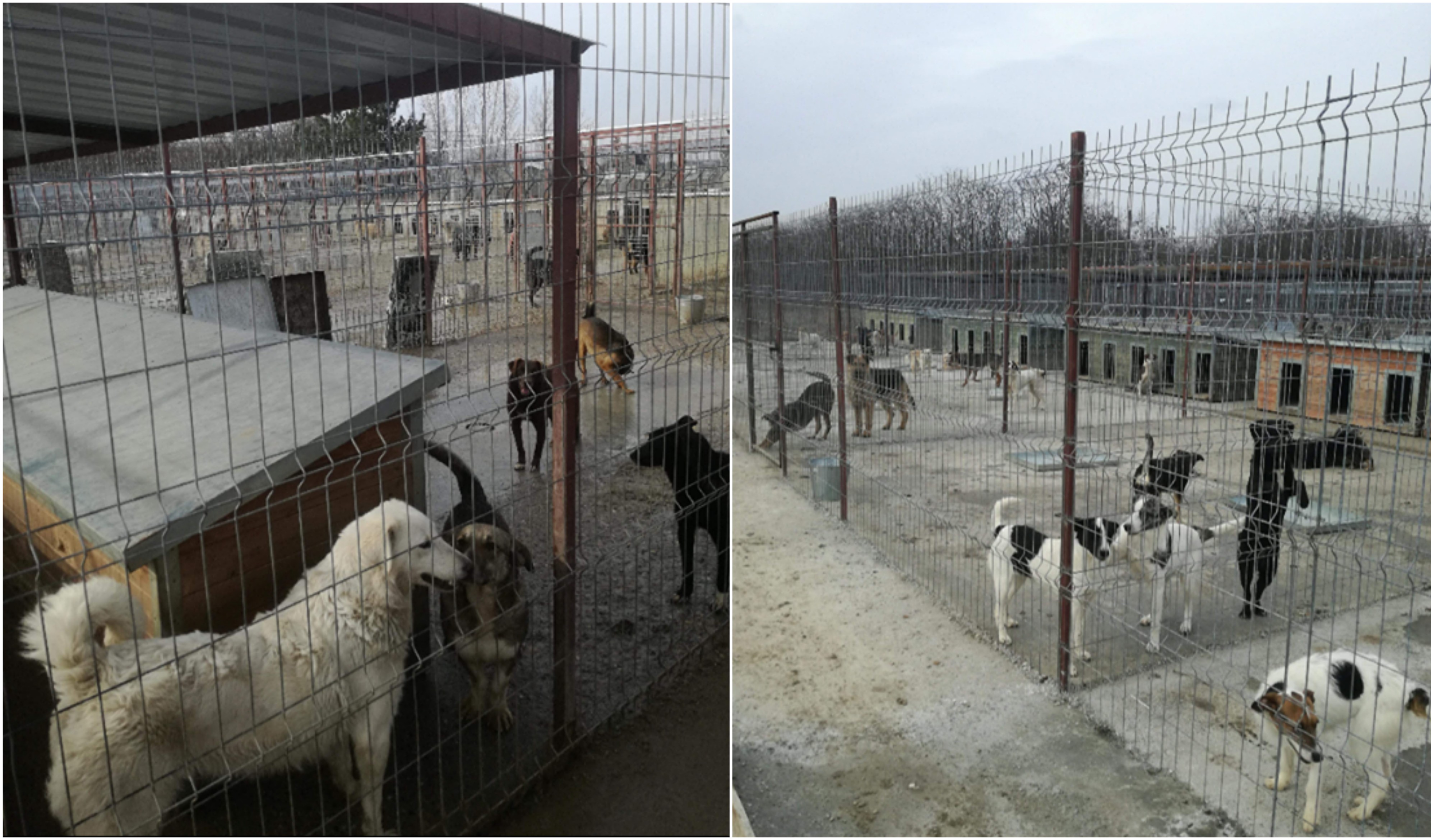 FOTO. INCREDIBIL! 450 de câini ar putea ajunge pe străzile municipiului Satu Mare