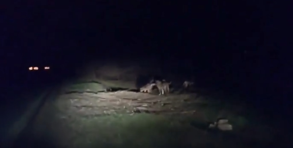 FOTO/VIDEO. PERICOL. Haite cu zeci de câini la marginea municipiului Satu Mare