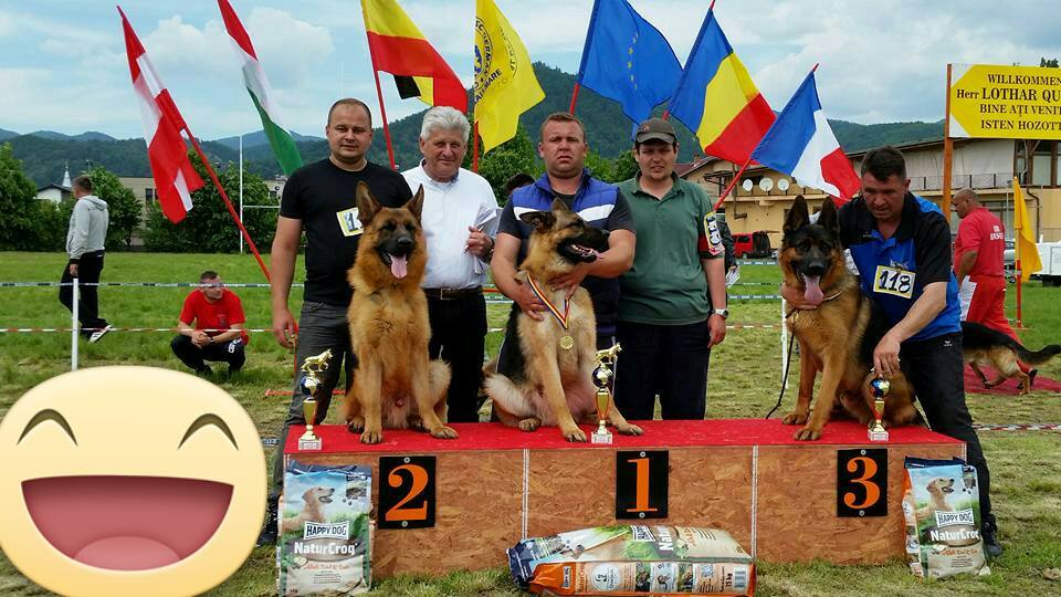 Expoziție de câini ciobănești germani la Carei. Exemplare spectaculoase, promit organizatorii