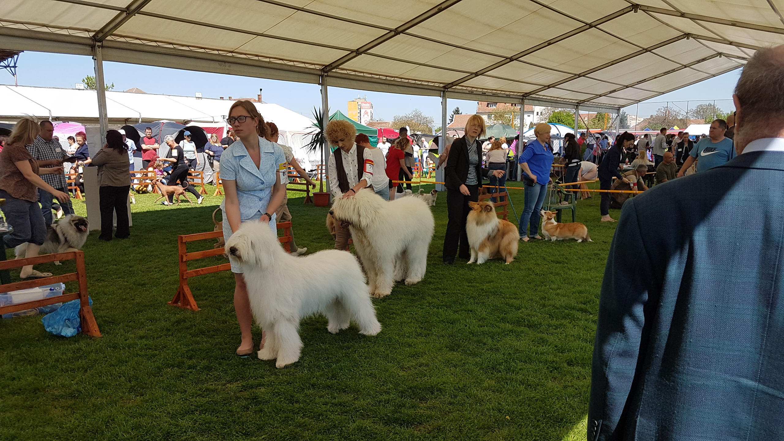 FOTOGALERIE. A început International Dog Show la Satu Mare! Sute de câini și spectacol pe măsură