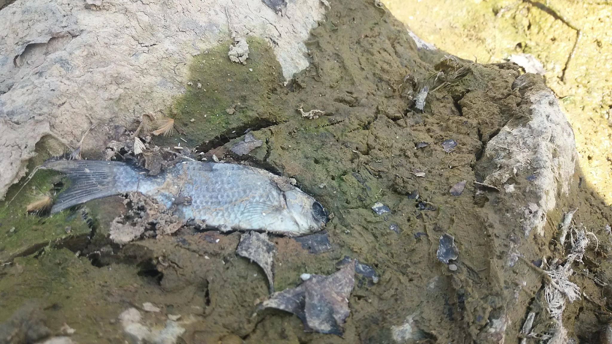 FOTO. Mobilizare pe Facebook pentru salvarea peștilor din Grădina Romei