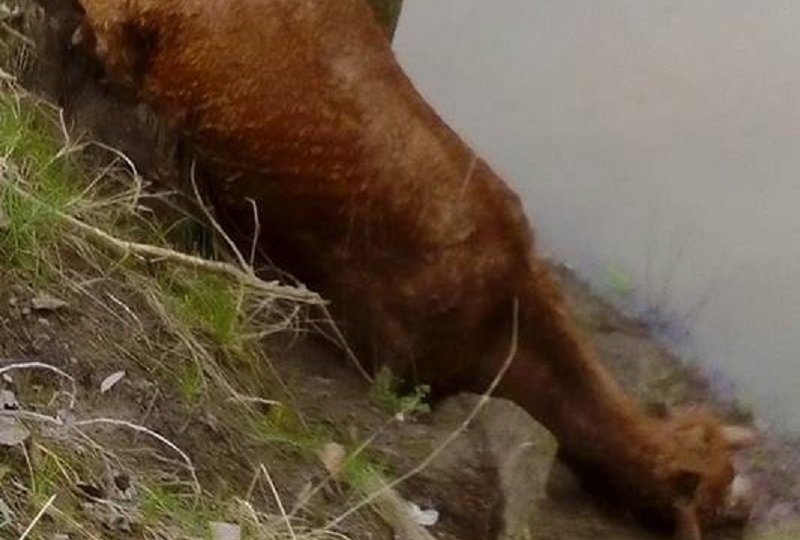 FOTO. MACABRU. Cal mort pe malul Someșului, în zona centrală a municipiului Satu Mare