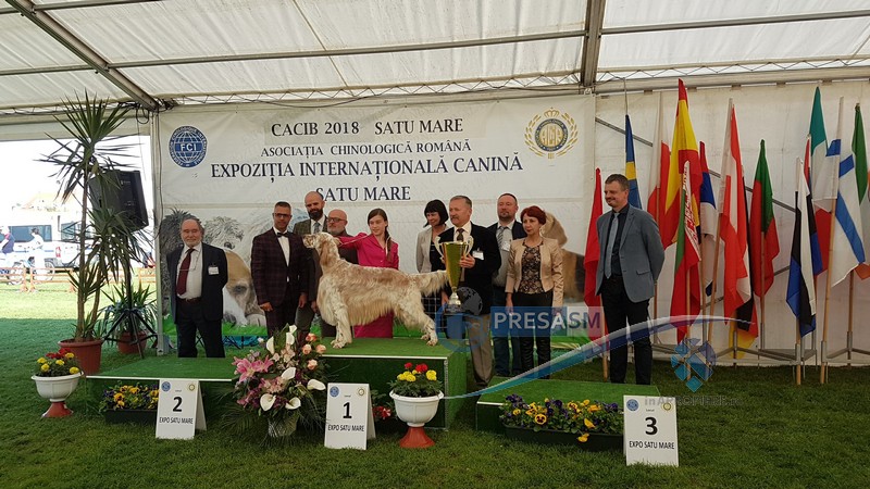 FOTOGALERIE. Un Setter este câștigătorul suprem la Dog Show Satu Mare 2018