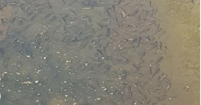 FOTOGALERIE. A secat lacul din Grădina Romei, în Satu Mare. Peștii sunt pe moarte