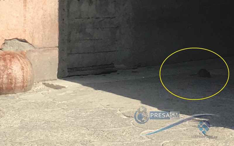 FOTO. Hotelul Dacia a devenit adăpost pentru șobolani. Urmează reabilitarea