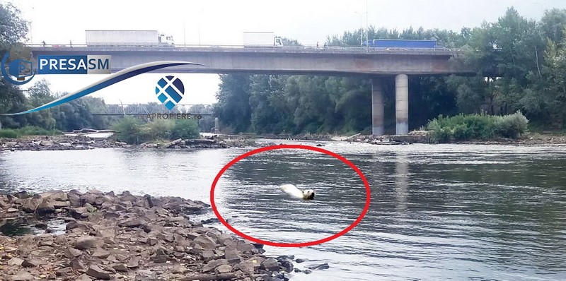 FOTO/VIDEO. Urs polar filmat de un pescar pe Someș, în municipiul Satu Mare