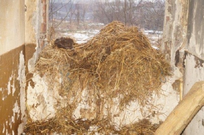 FOTOGALERIE. Într-un bloc din Carei se cresc cai. Un ”grajd” cu patru etaje