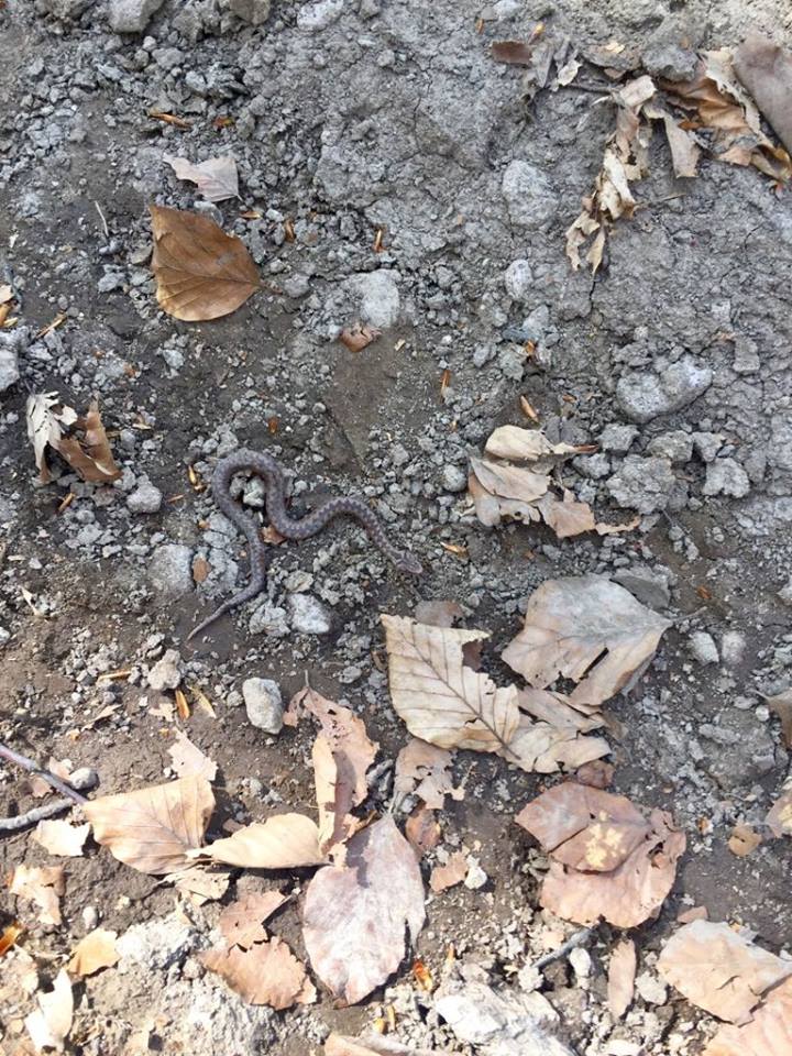 FOTO. Vipere descoperite în județul Satu Mare. Autoritățile transmit un semnal de alarmă