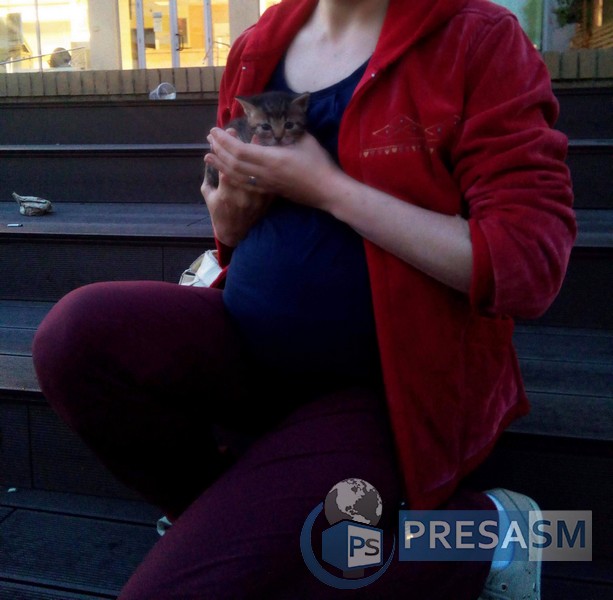 FOTO. Pisici ”închise” sub Groapa lui Gyuszi de muncitori. Salvate de câțiva sătmăreni