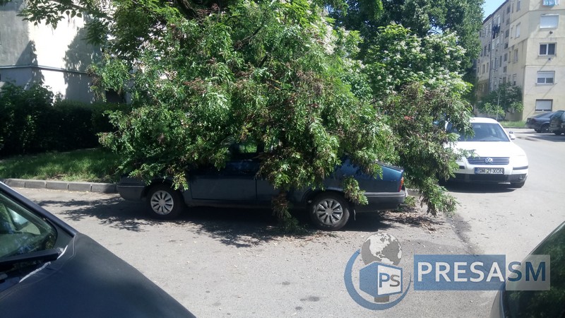 FOTO. Copac căzut peste o mașină în municipiul Satu Mare. Au intervenit pompierii