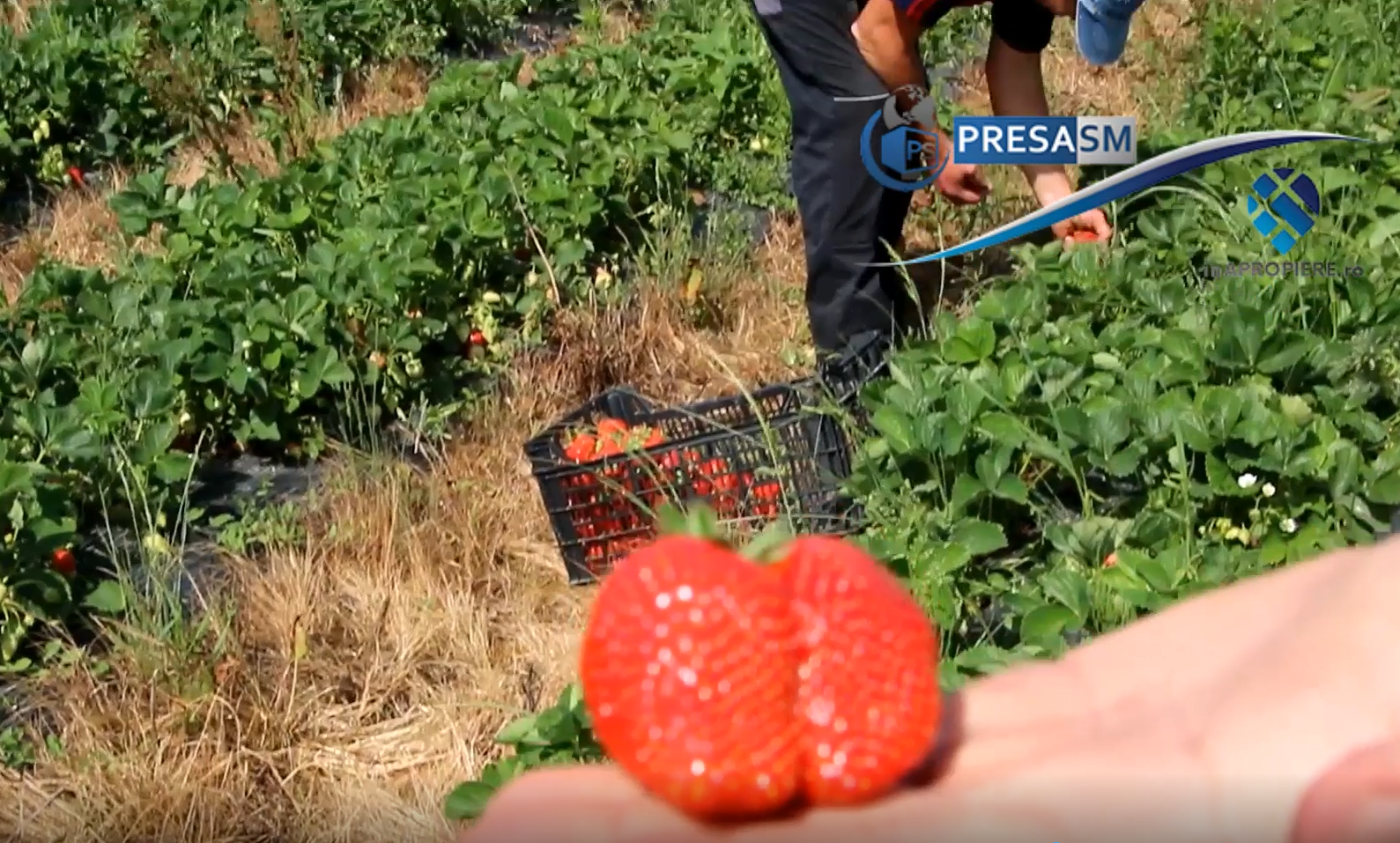 VIDEOREPORTAJ. Viața căpșunarilor din Satu Mare. Sunt cei mai buni din România