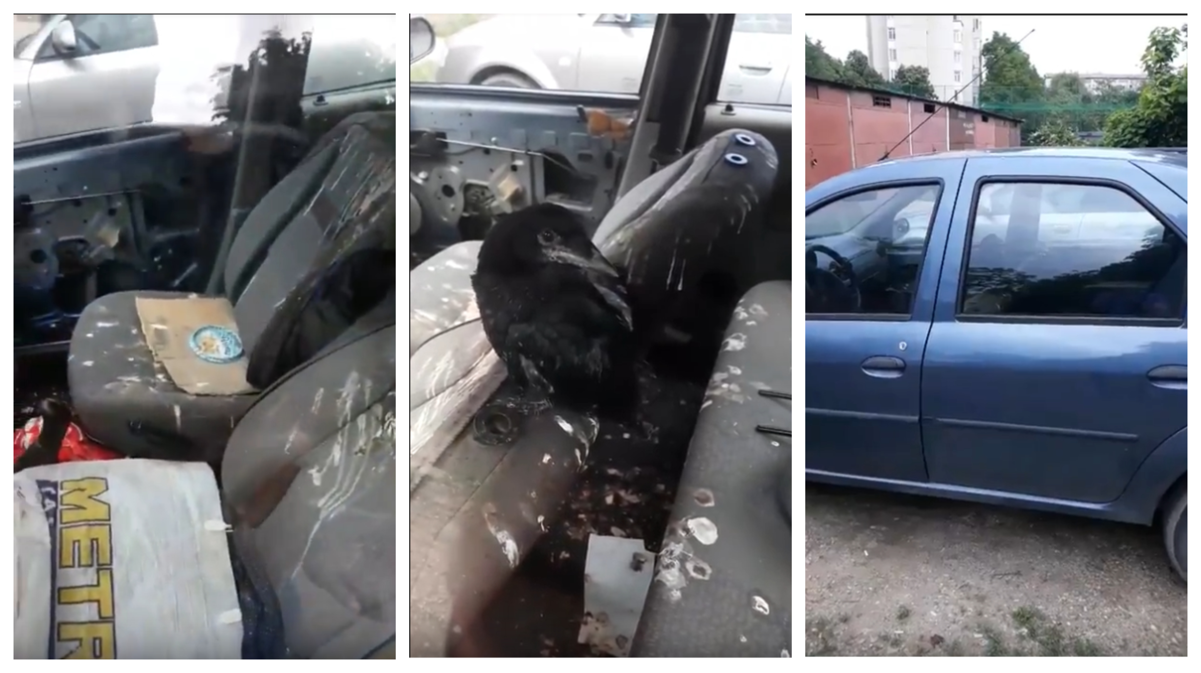 VIDEO IREAL. O cioară a făcut praf interiorul unei mașini în Satu Mare