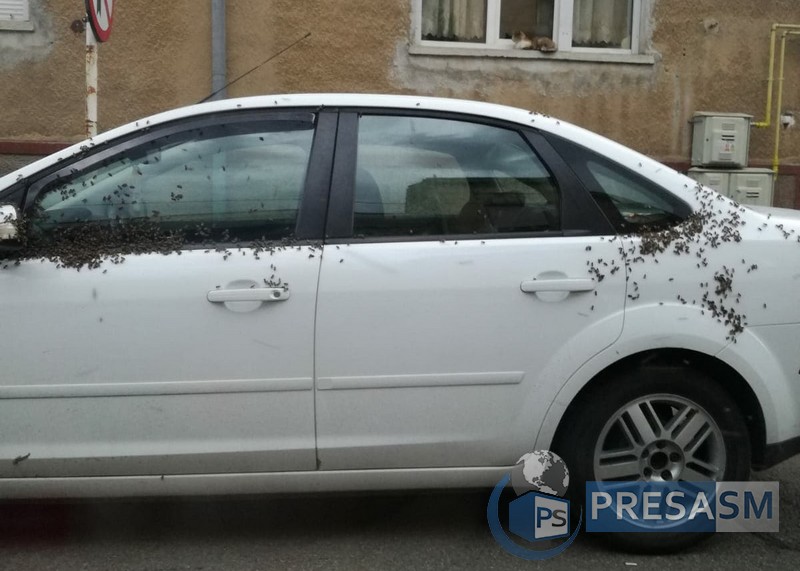 FOTO. Mașină ”atacată” de albine în municipiul Satu Mare