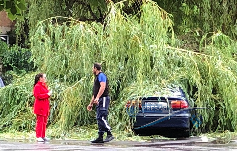 FOTO. Mașini avariate în curtea Spitalului Județean. Au căzut copaci peste ele