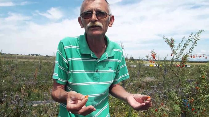 Sătmăreanul cu cea mai mare cultură de goji din România, condamnat! Apel către ministrul Agriculturii