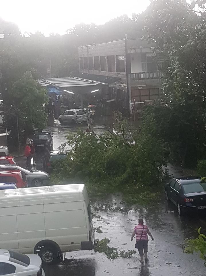 FOTO/VIDEO. Străzi inundate și copaci căzuți în municipiul Satu Mare