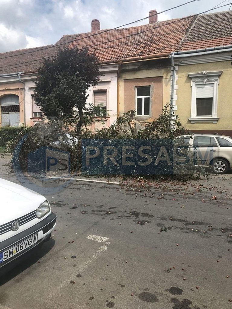 FOTO/VIDEO. Copaci căzuți peste mașini în municipiul Satu Mare