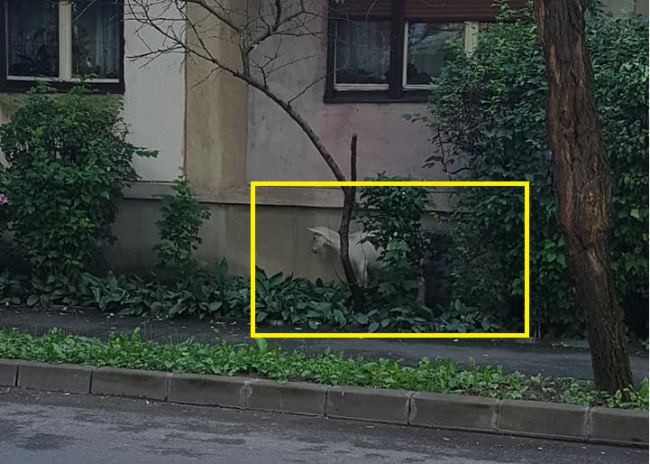 FOTO. Așa ceva! Capre la păscut prin Cartierul Micro 16