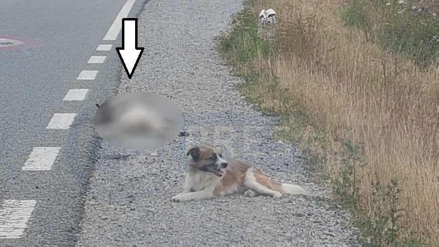 FOTO. Ți se rupe sufletul. Un câine își apără partenerul mort în județul Satu Mare