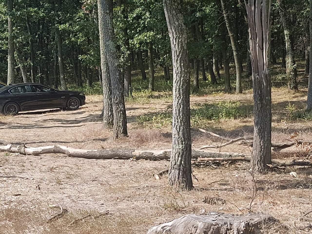 FOTO. Pericol la Oțeloaia. Copacii riscă să cadă pe oameni și gropi în drum