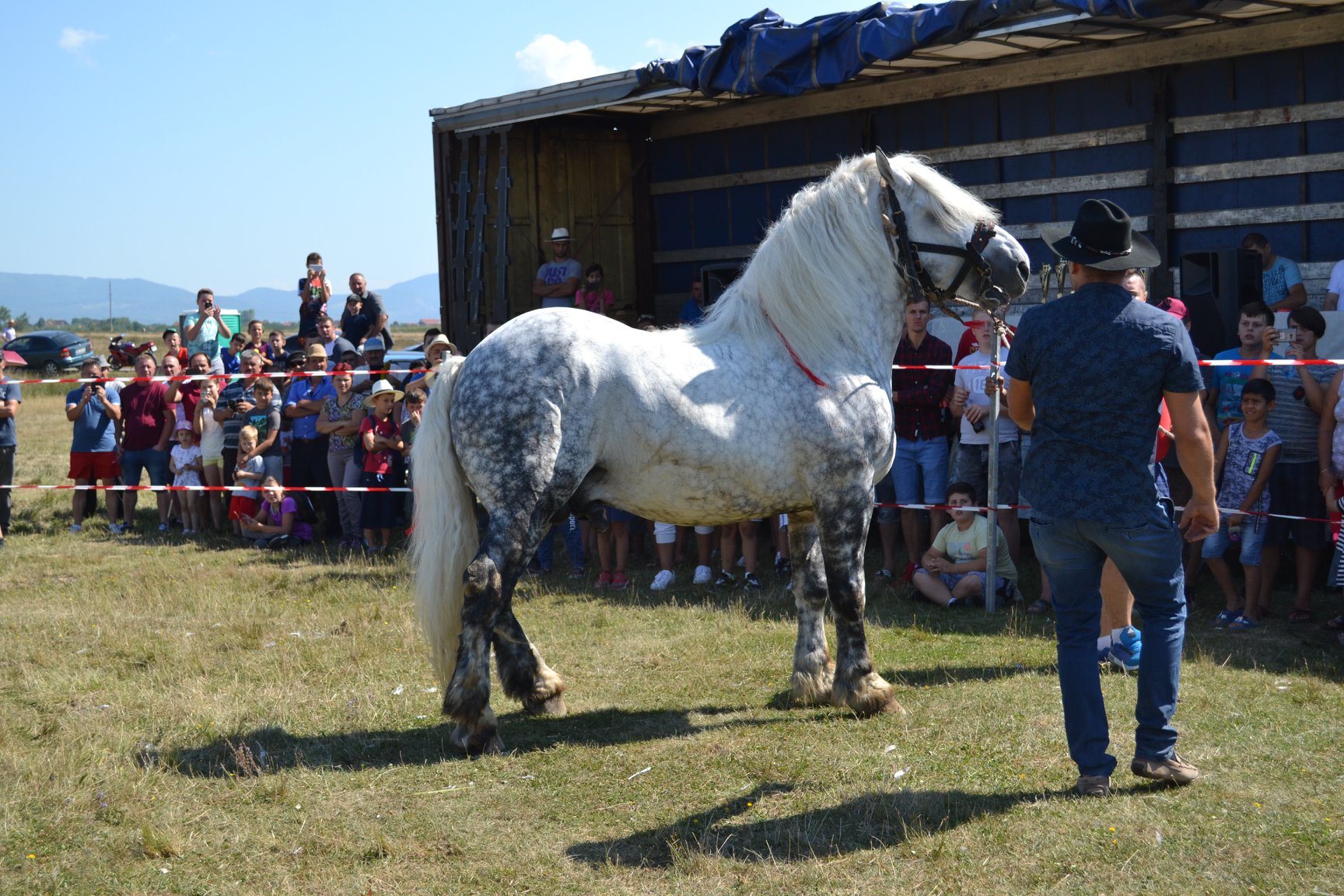 FOTOGALERIE. Cum arată cei mai frumoși și puternici cai din județul Satu Mare