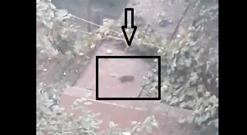 VIDEO. Coșmar în Micro 17! Zonă infestată cu șobolani. Oamenii sunt disperați