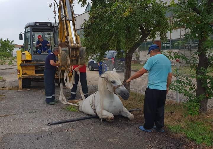 FOTO/VIDEO. Un cal a căzut într-un canal! Salvare inedită a pompierilor