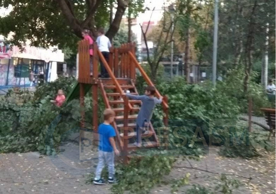 FOTOGALERIE. Somnul minții! Au tăiat copacii și i-au abandonat în Micro 16