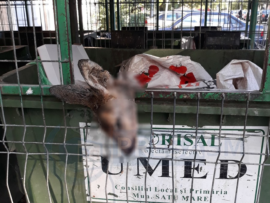 FOTO. ȘOCANT. Căprioară moartă aruncată la un tomberon din Micro 16