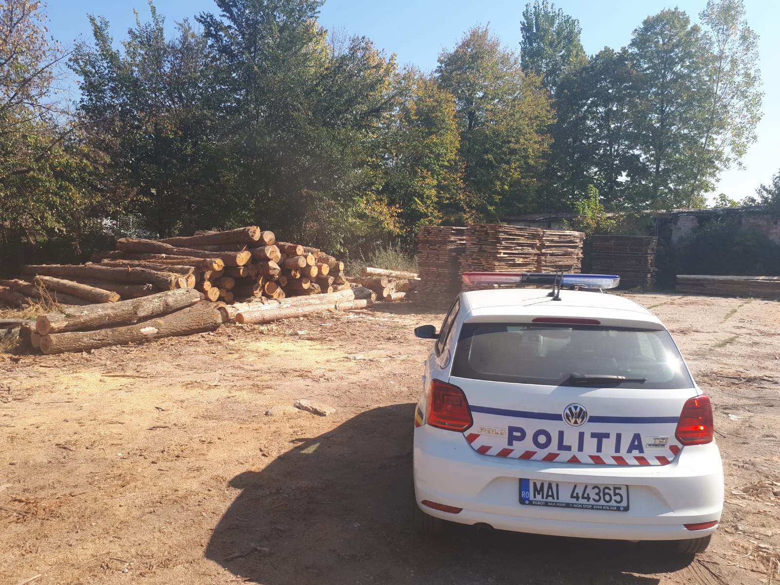 Deputatul Ioana Bran: ”Am votat pentru interzicerea exportului de buștean și lemn rotund”