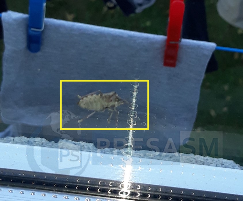 FOTO. Invazie de gândaci în Cartierul Micro 14. Oamenii sunt disperați