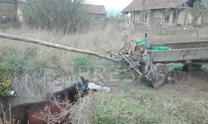 FOTO/VIDEO. Un cal a căzut într-o fosă septică neacoperită. Abandonat de două zile