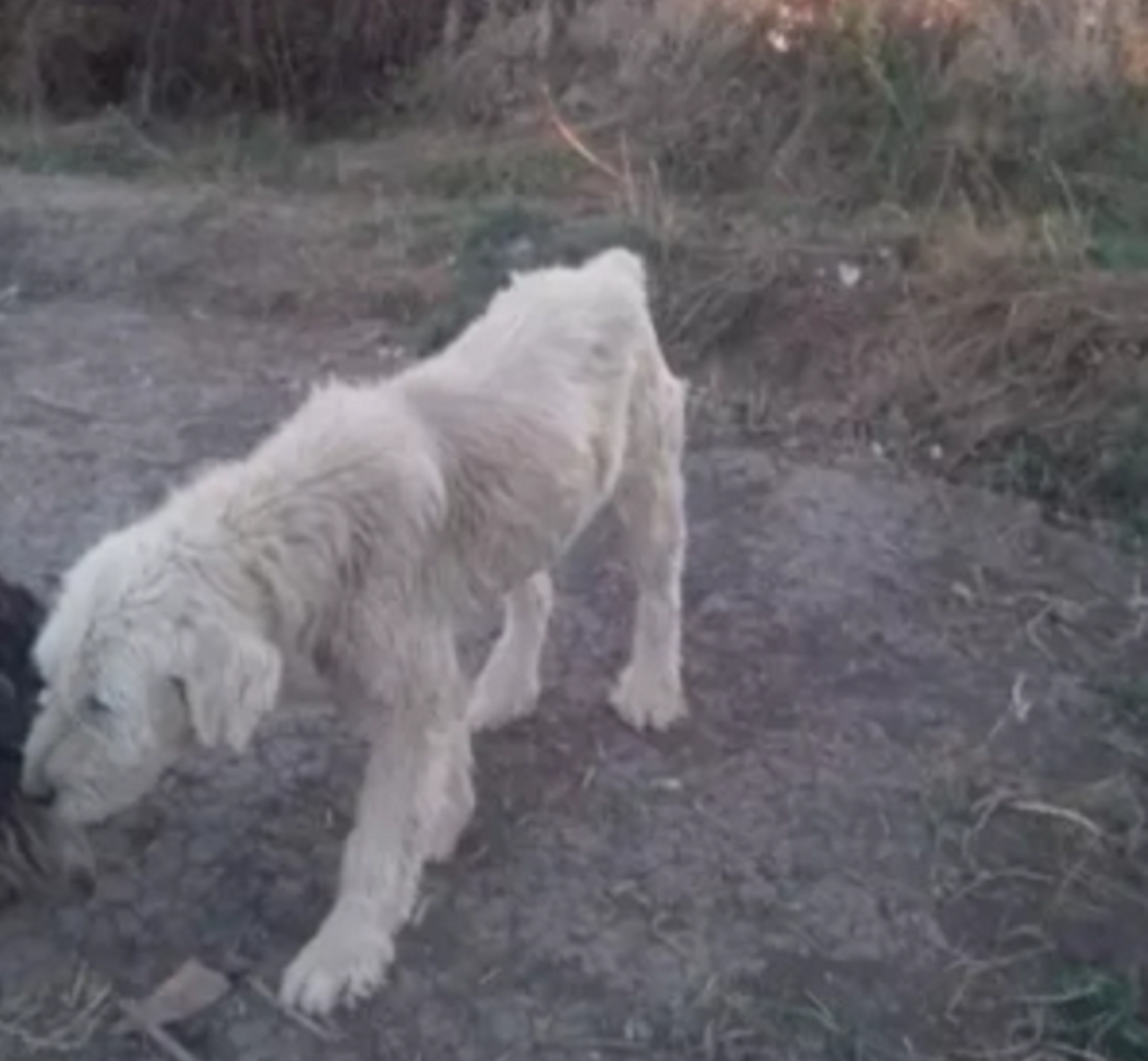 FOTO. INUMAN. Câini piele și os, scoși la vânzare pe internet de un sătmărean